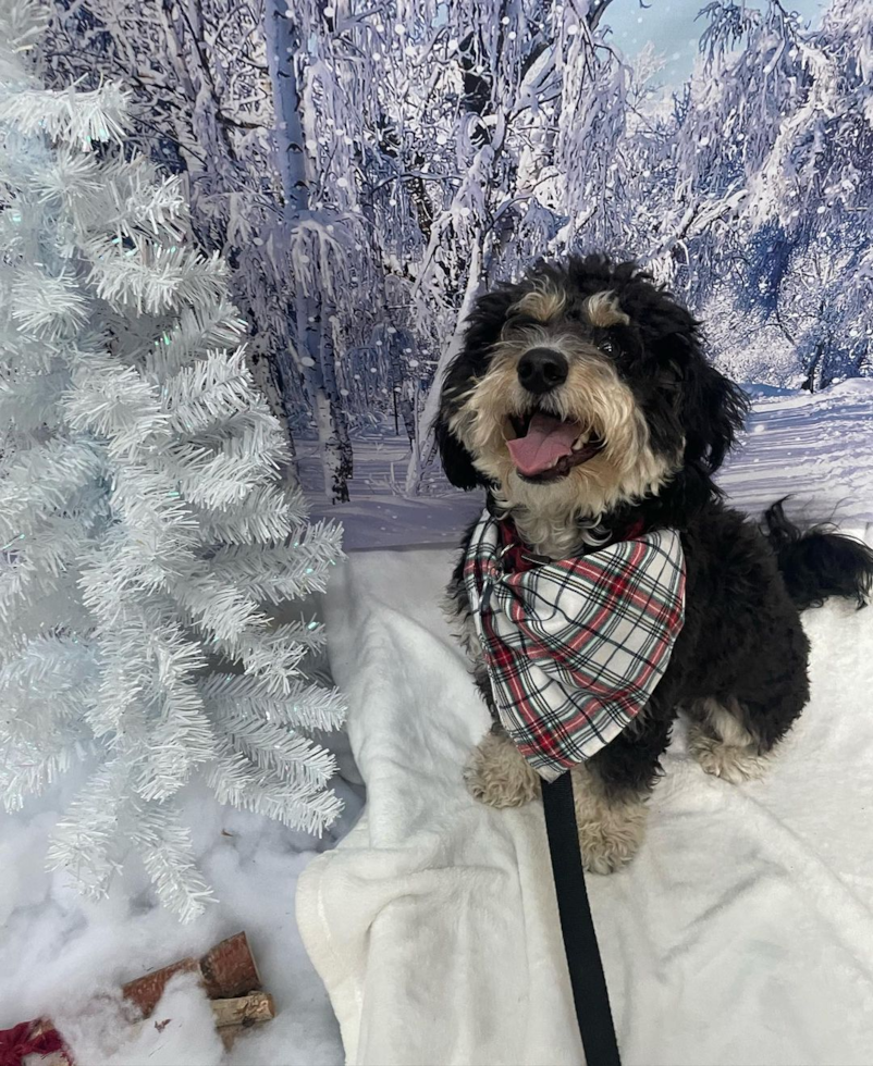 Hypoallergenic Mini Berniedoodle Poodle Mix Pup