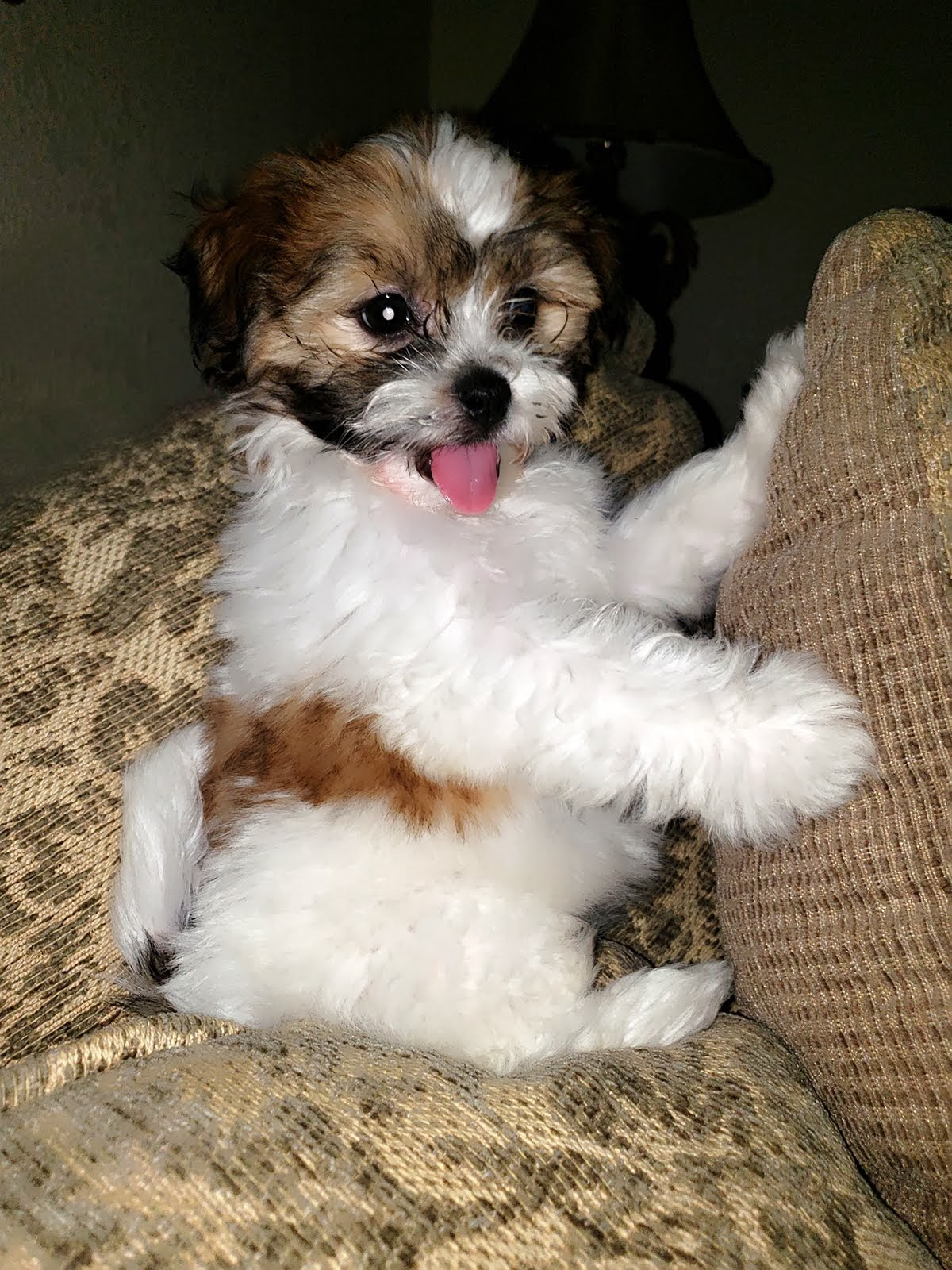 Little Shitzu Designer Puppy