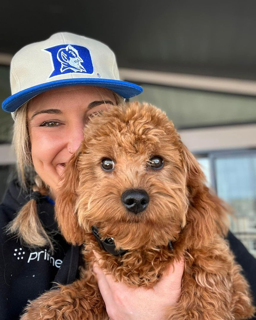 Funny Cavapoo Poodle Mix Pup