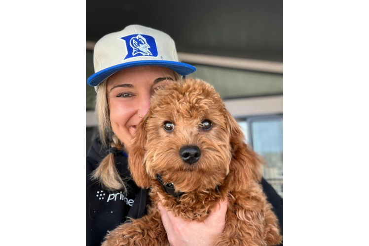 Funny Cavapoo Poodle Mix Pup