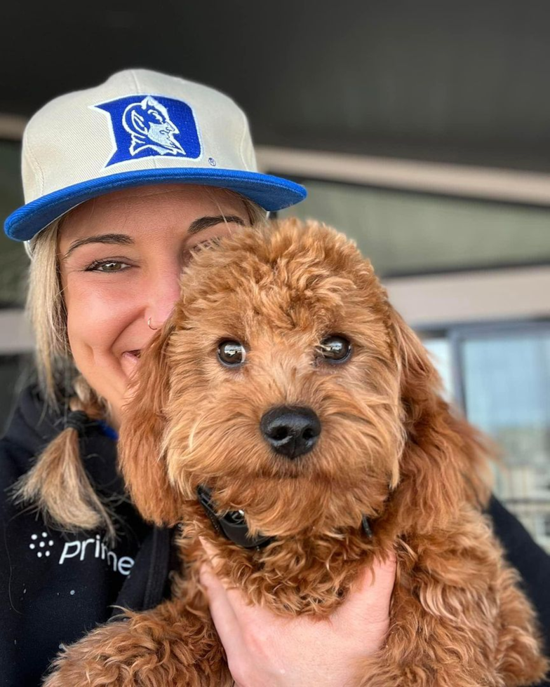 Cute Cavapoo Pup