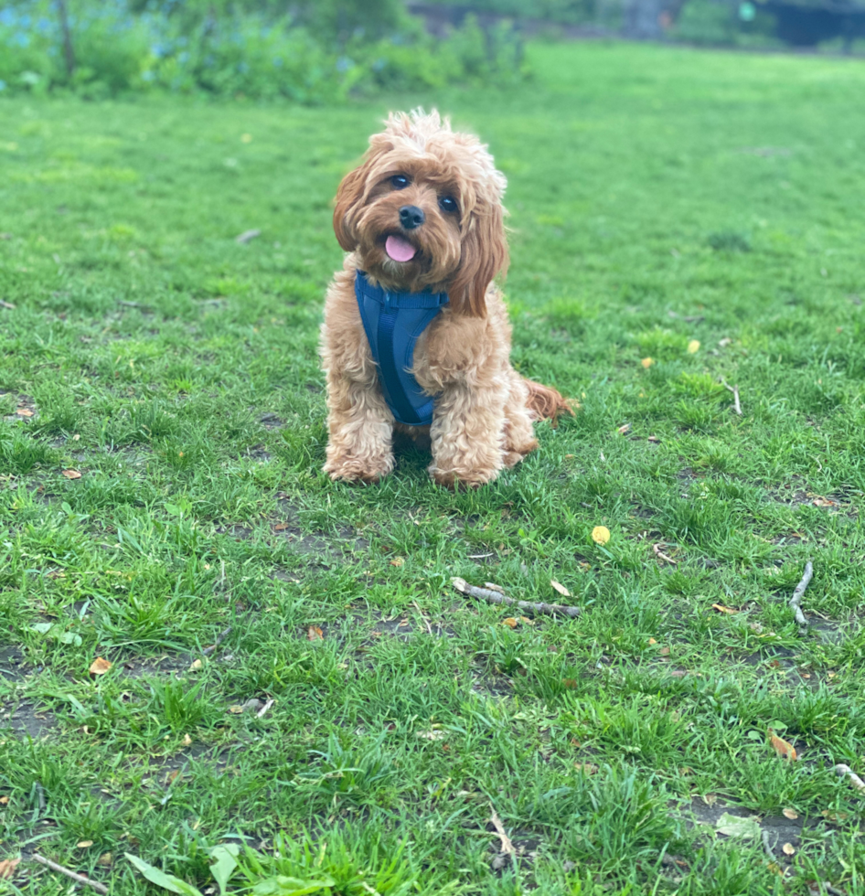 Small Cavapoo Pup