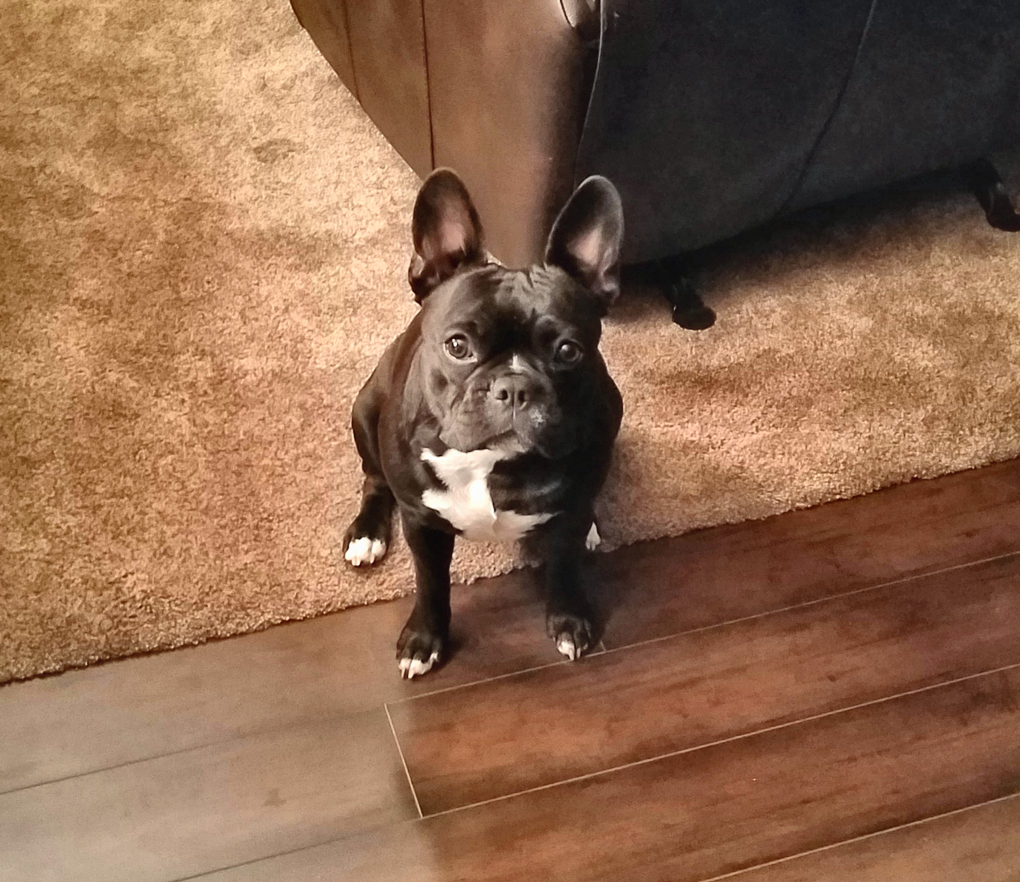 French Bulldog Pup Being Cute