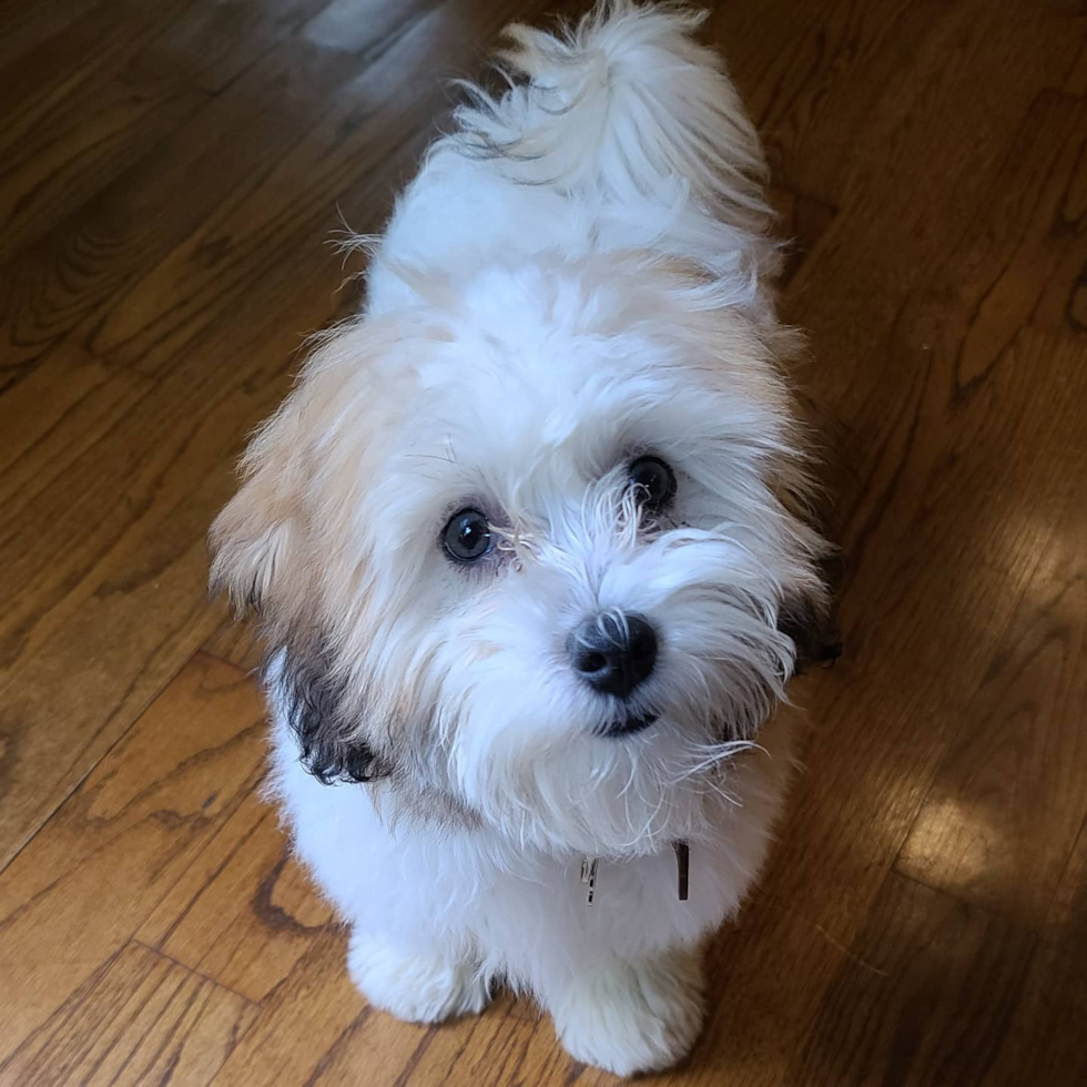 Friendly Shih Poo Pup