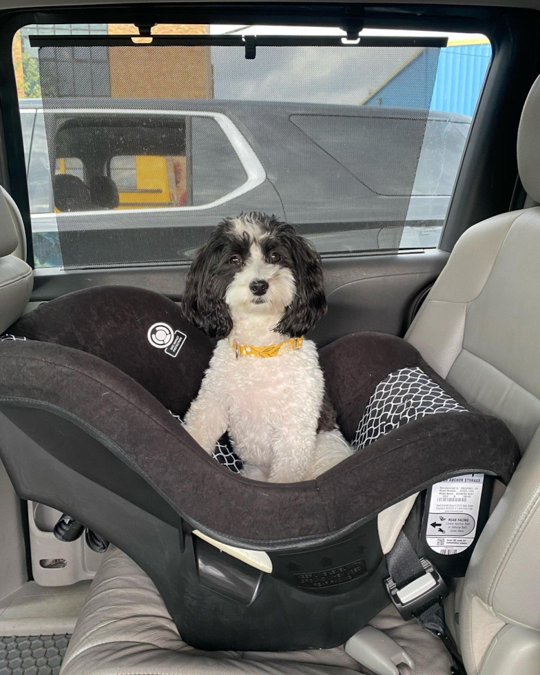 Sweet Havanese Pup in Cincinnati OH