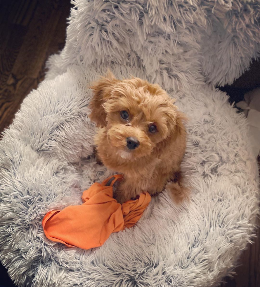 New York Cavapoo Pup