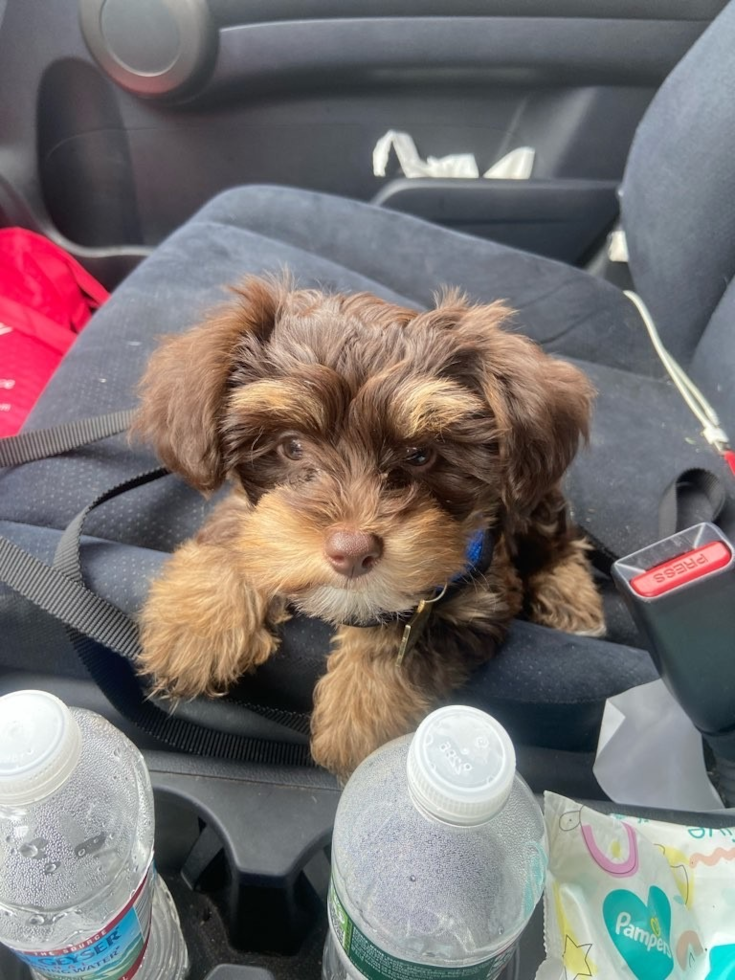 Philadelphia Yorkie Poo Pup