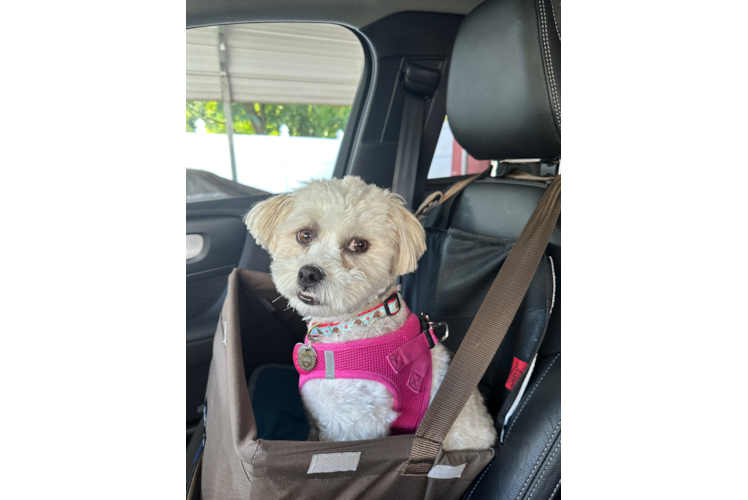 Fluffy Teddy Bear Designer Pup