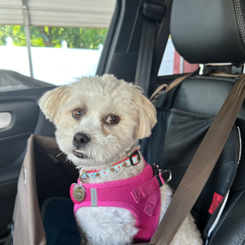 Playful Shichon Designer Pup