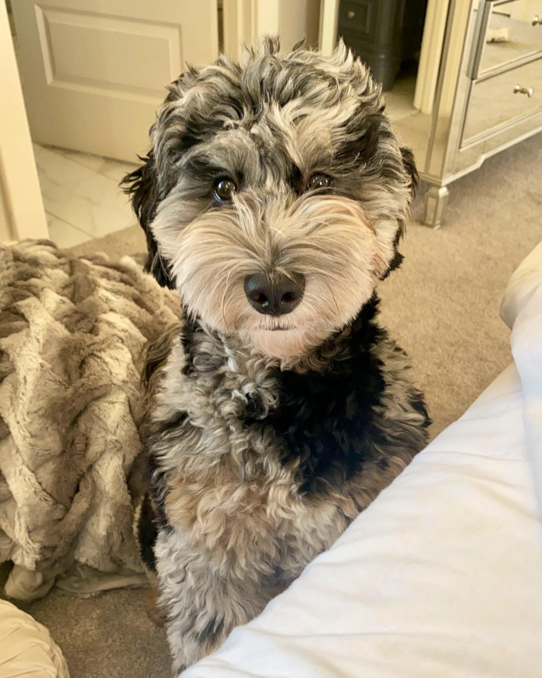 Mini Sheepadoodle Being Cute