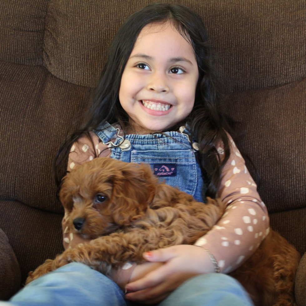 Small Cavapoo Pup in Sacramento CA