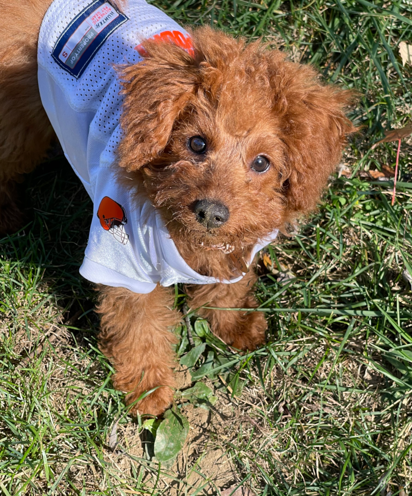 Playful Golden Retriever Poodle Mix Pup