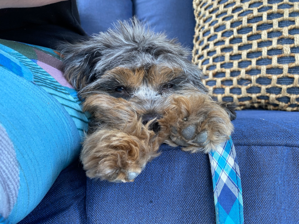 Sweet Cavapoo Pup