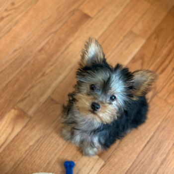 Yorkshire Terrier Being Cute