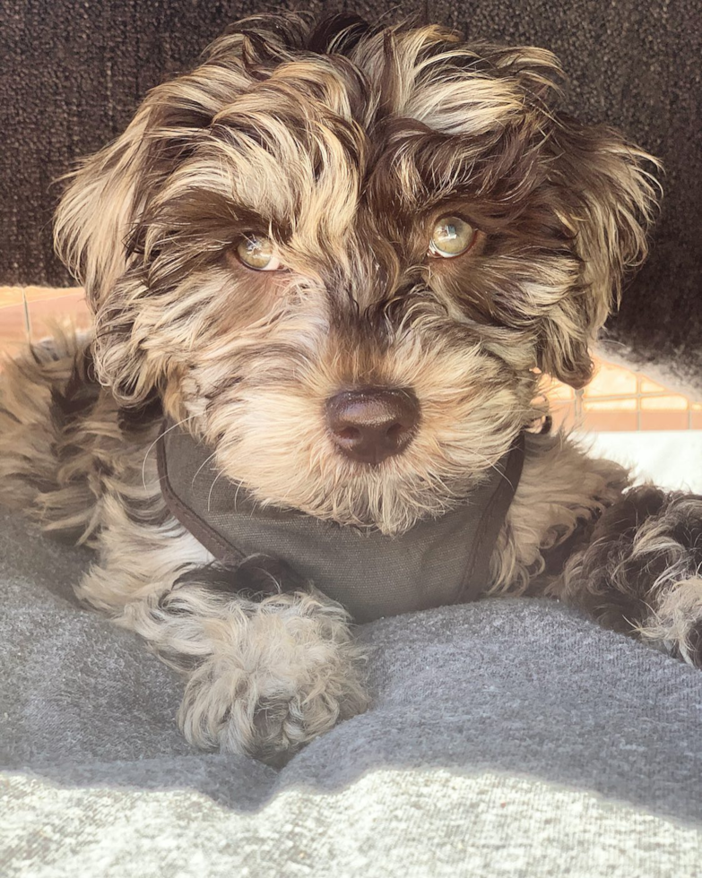 Funny Mini Labradoodle Poodle Mix Pup