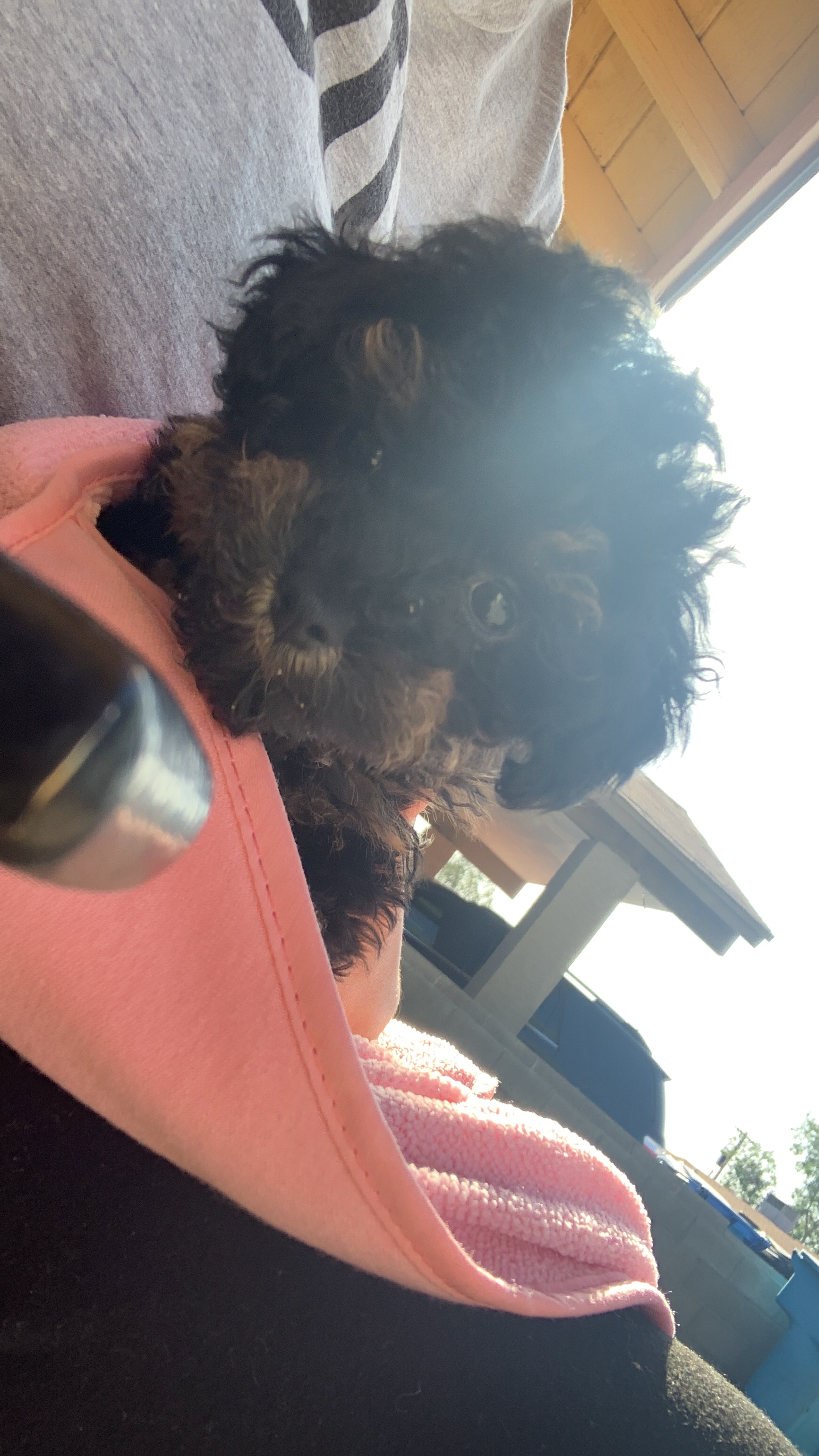 Hypoallergenic Poodle Baby