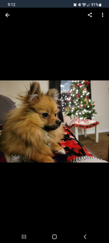 Cute Pomeranian Purebred Pup