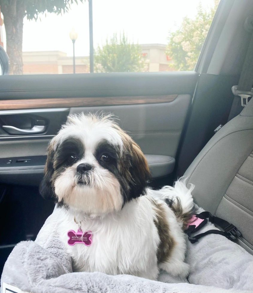 Akc Registered Shih Tzu Purebred Pup