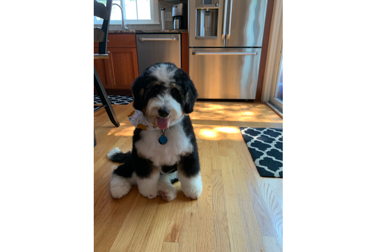 Best Mini Bernedoodle Baby