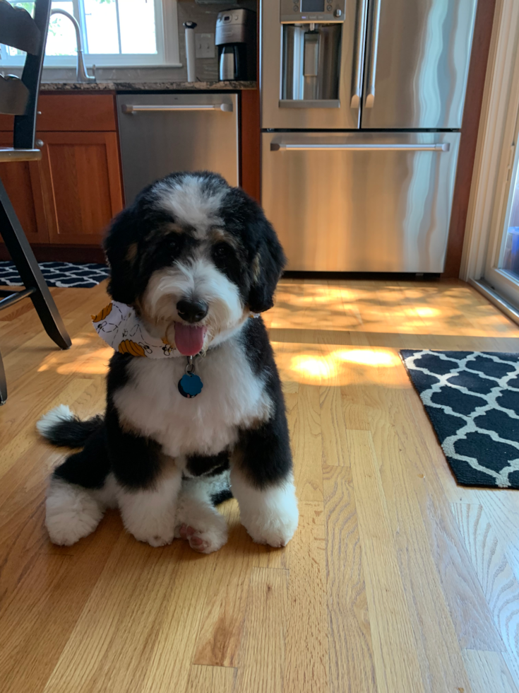 Arlington Mini Bernedoodle Pup