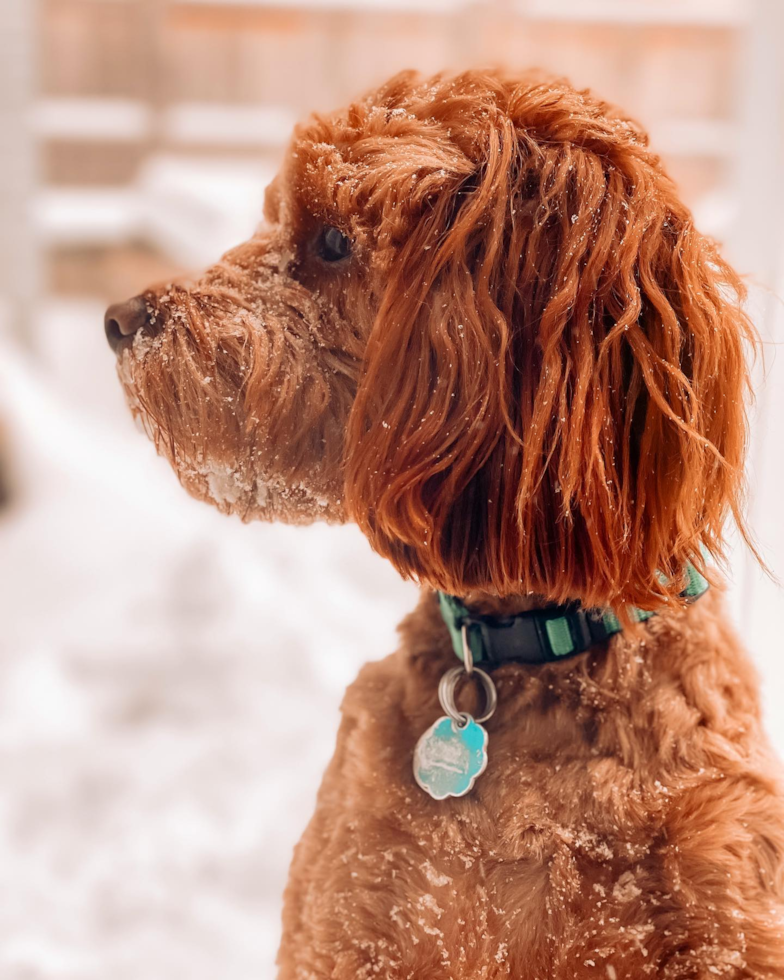 Darien Cavapoo Pup