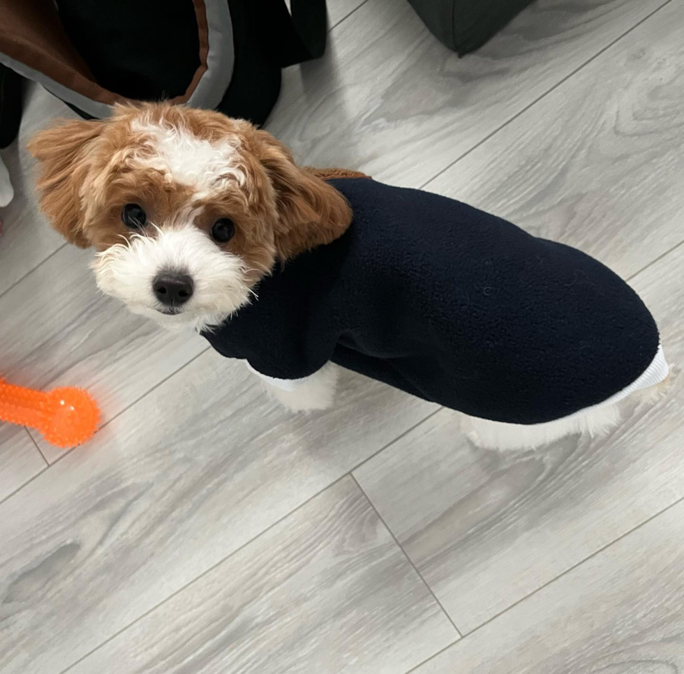 Fluffy Poodle Pup in El Monte CA