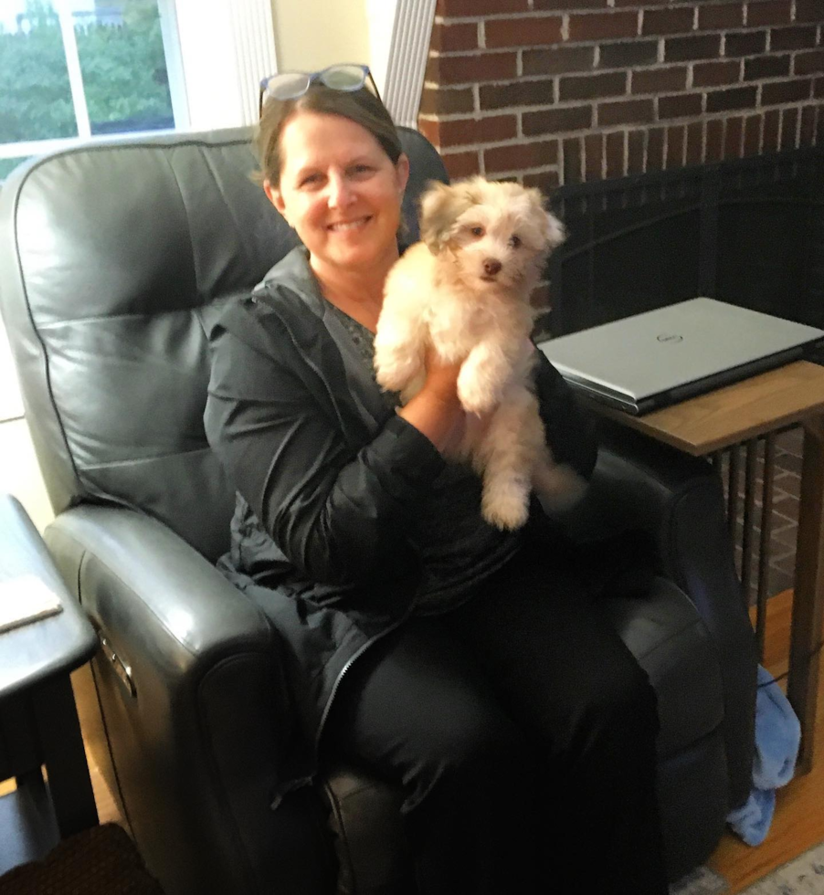 Adorable Havanese Purebred Pup