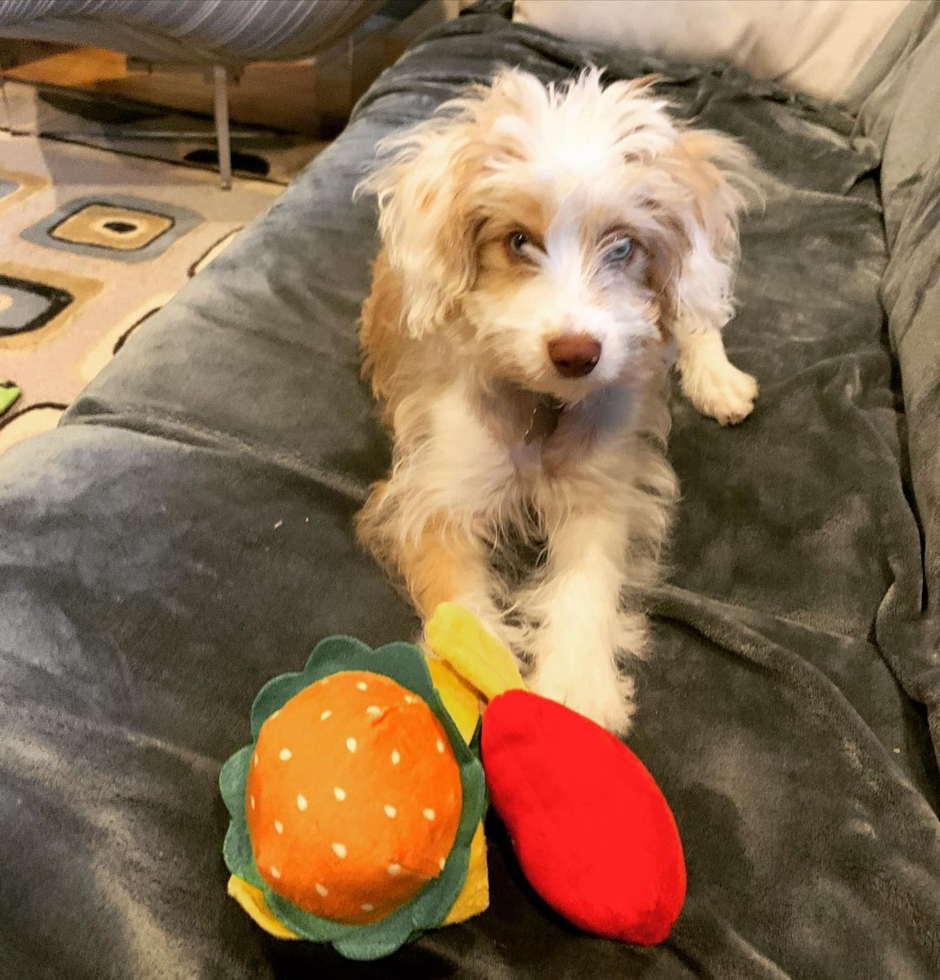 Mini Aussiedoodle Being Cute