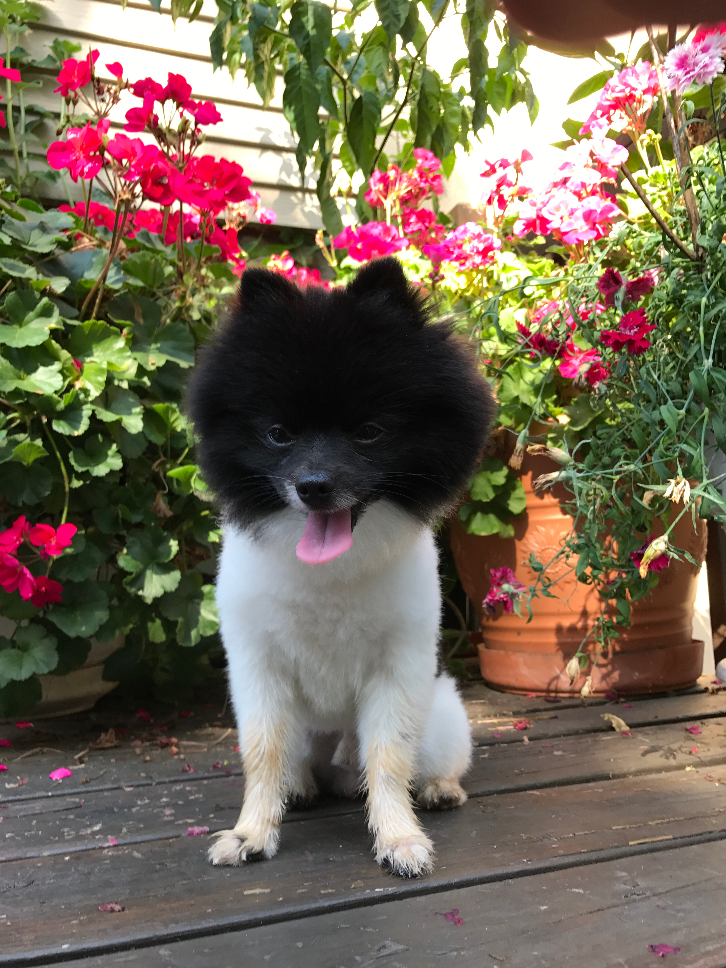 Little Pomeranian Baby