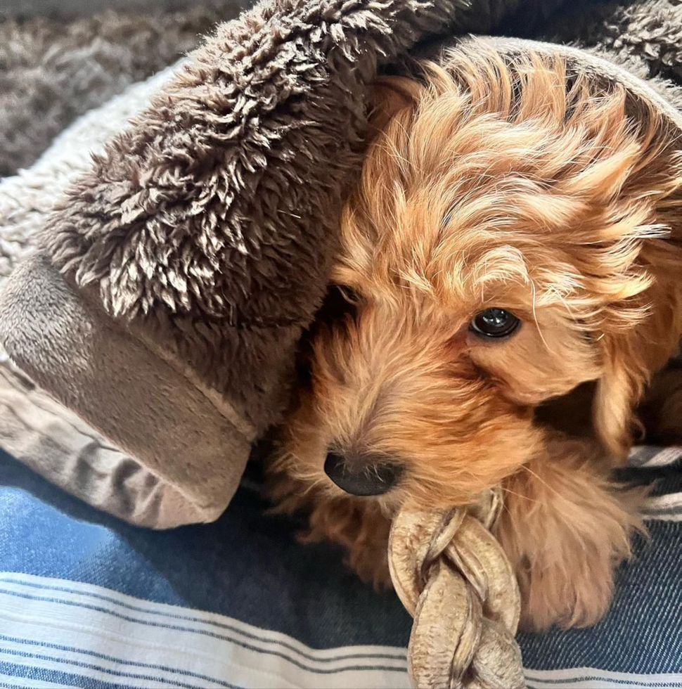 Adorable Golden Retriever Poodle Mix Pup