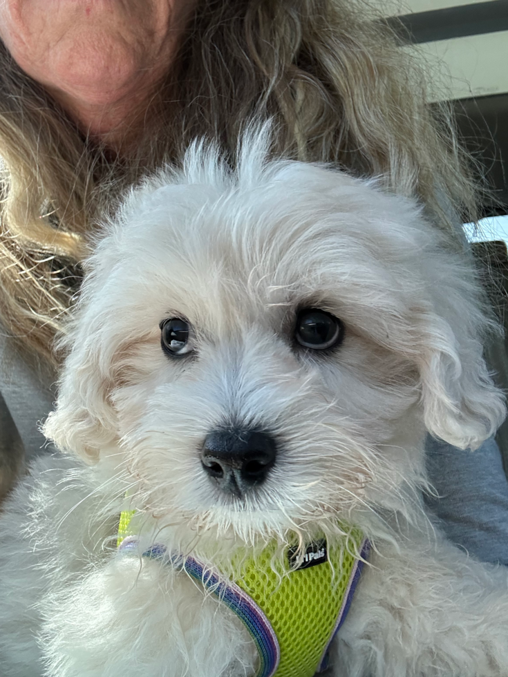 Smart Havapoo Poodle Mix Pup