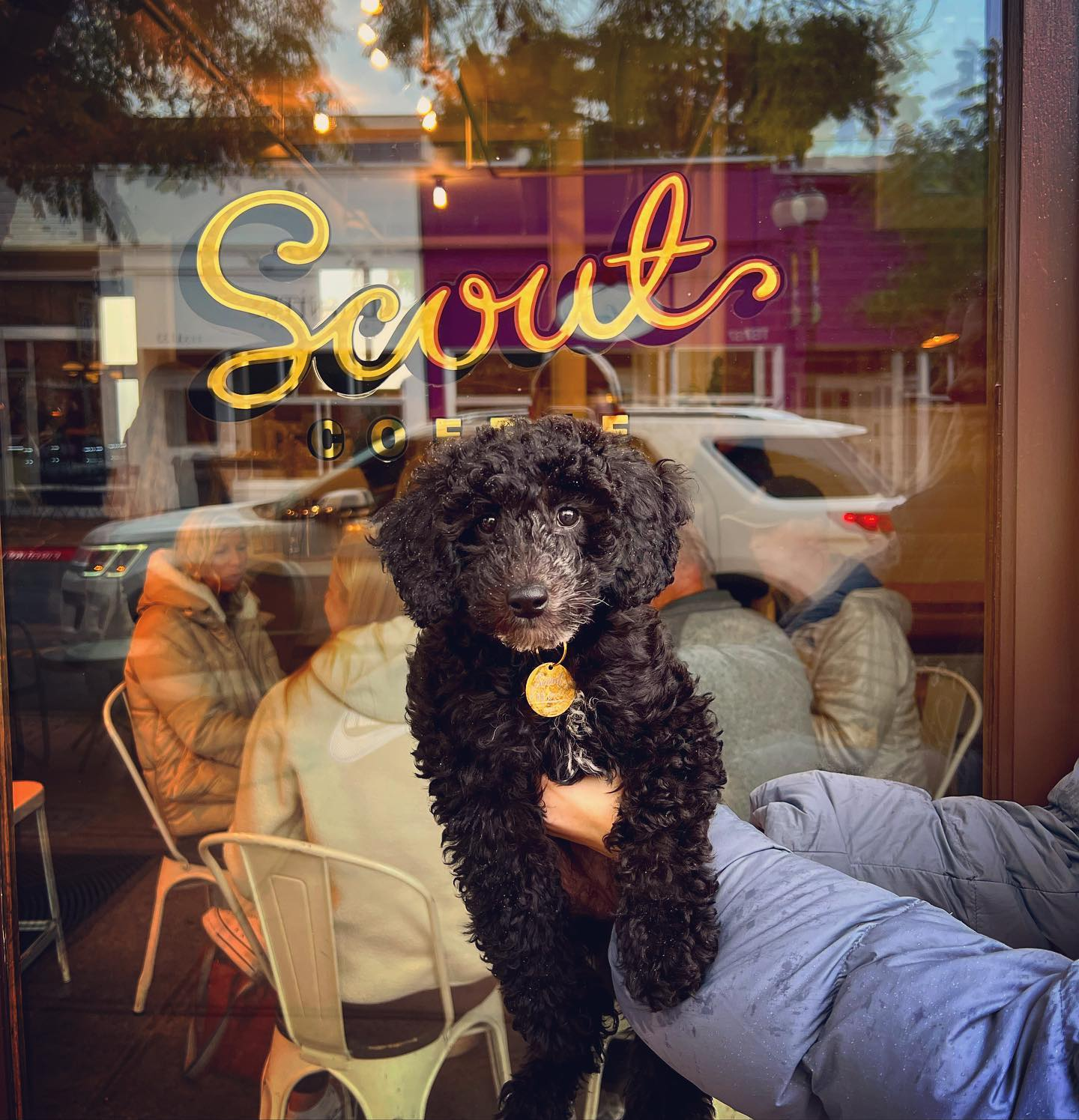 Mini Labradoodle Puppy for Adoption