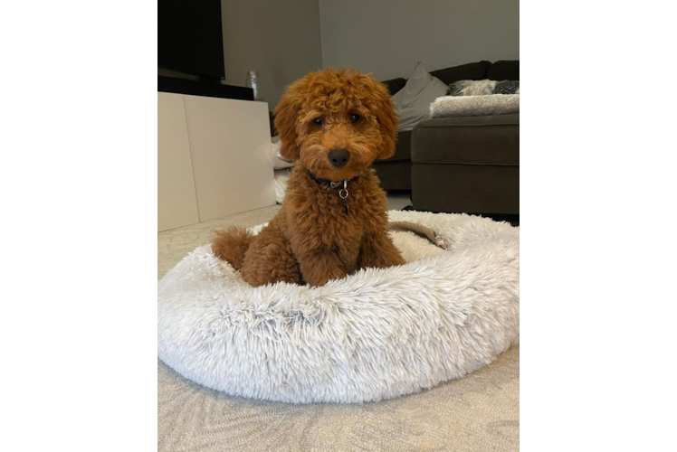 Smart Mini Goldendoodle Poodle Mix Pup