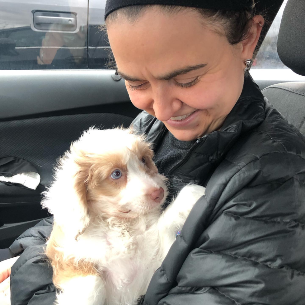 Small Mini Aussiedoodle Pup in Charlestown MA