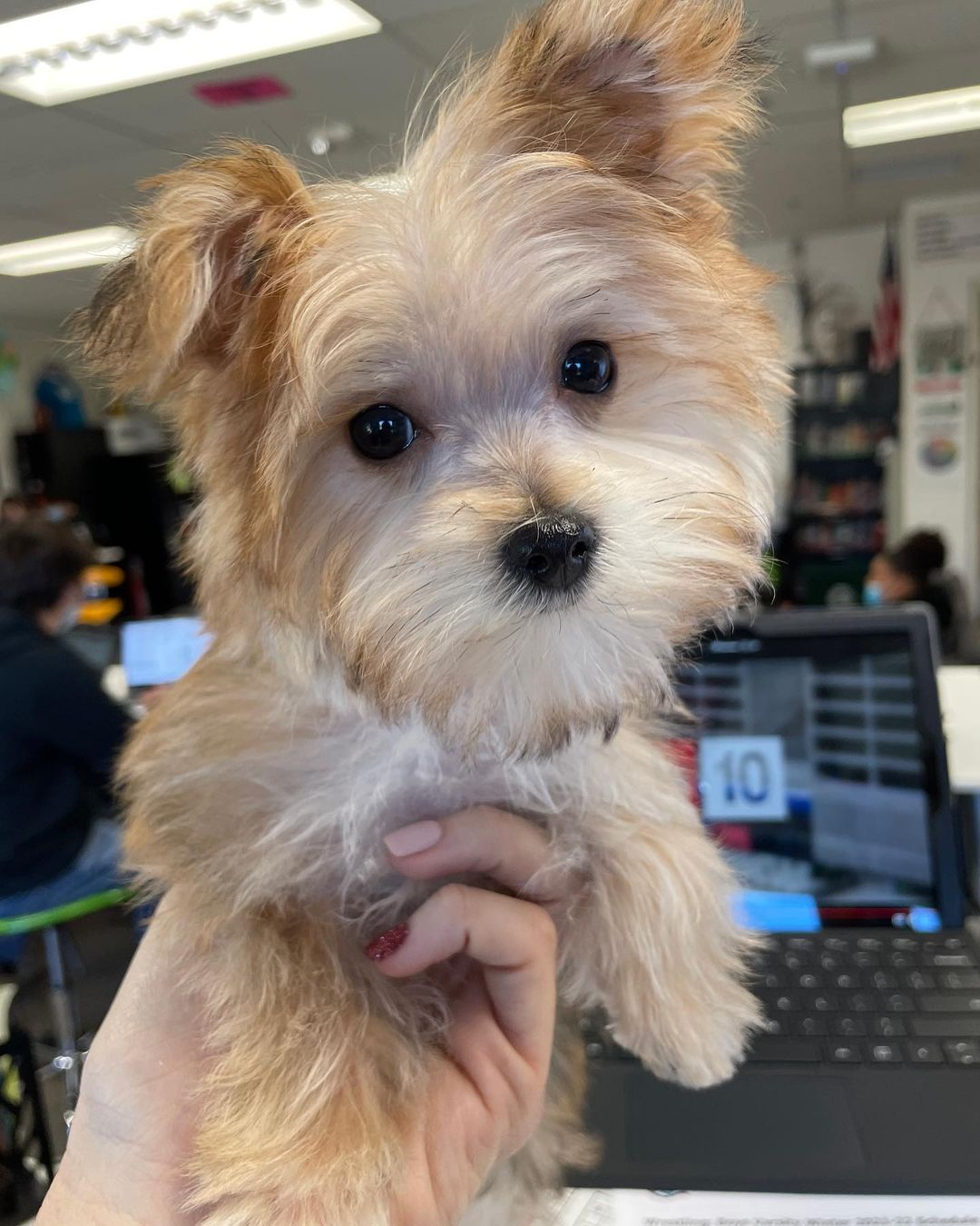 Best Morkie Baby