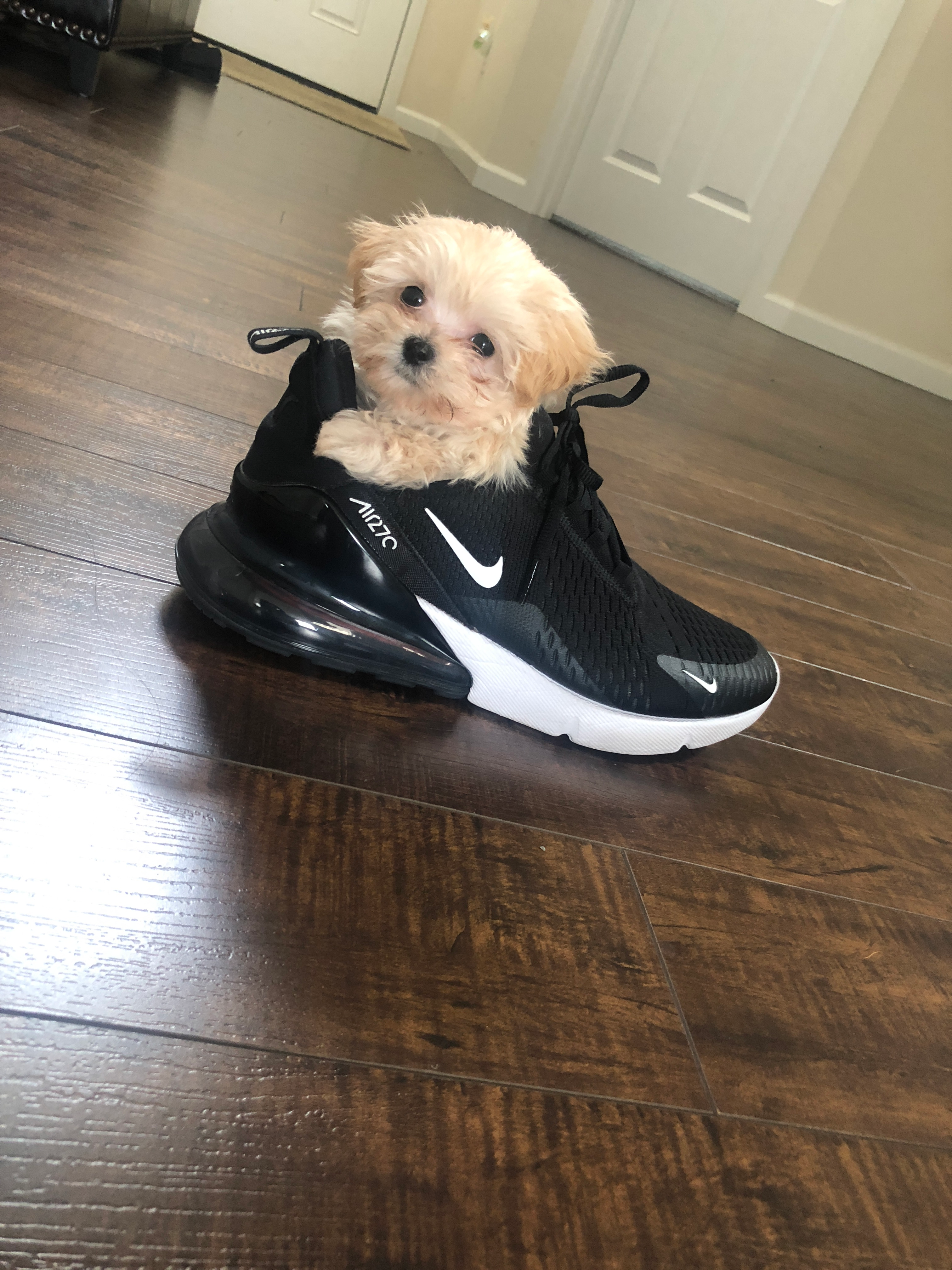 Maltipoo Puppy for Adoption