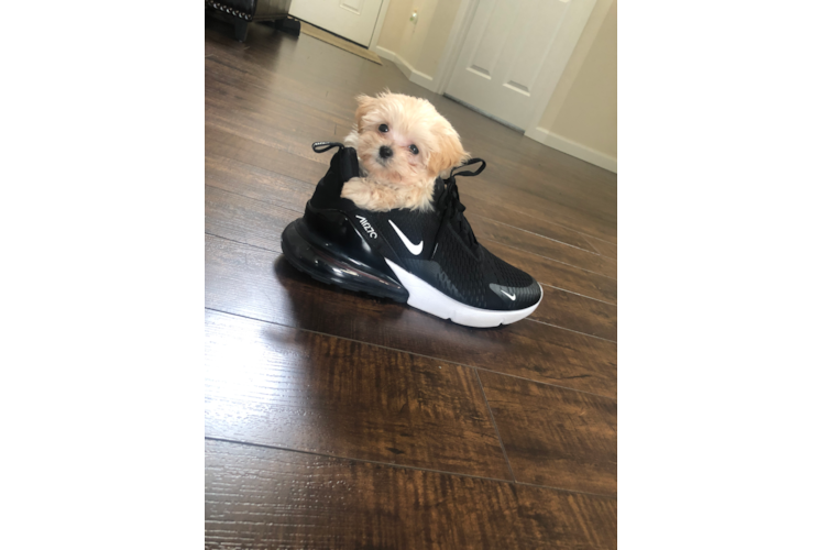 Maltipoo Puppy for Adoption