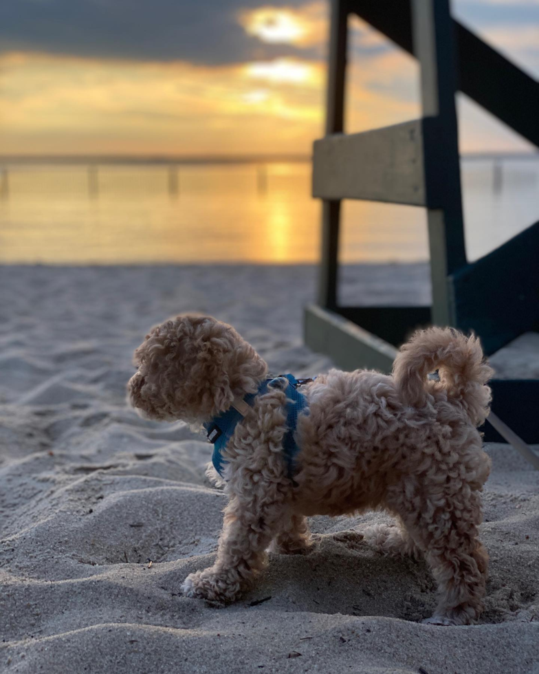 Harvey Cedars Poodle Pup