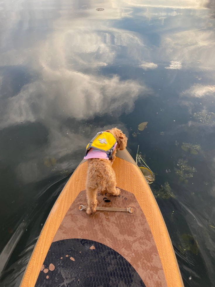 Maltipoo Being Cute