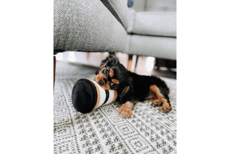 Playful Cavalier King Charles Spaniel Baby