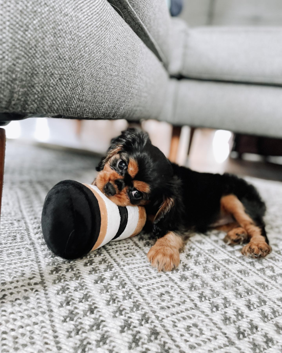 Bargersville Cavalier King Charles Spaniel Pup