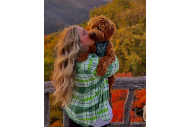 Popular Mini Goldendoodle Poodle Mix Pup