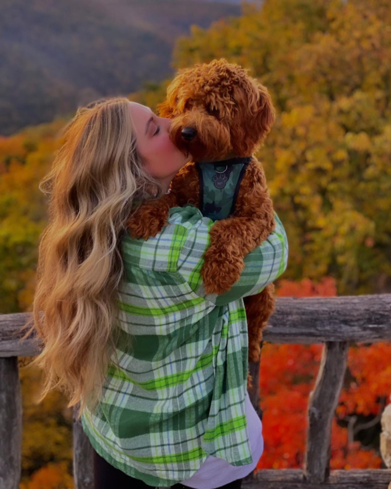 Fluffy Mini Goldendoodle Poodle Mix Pup