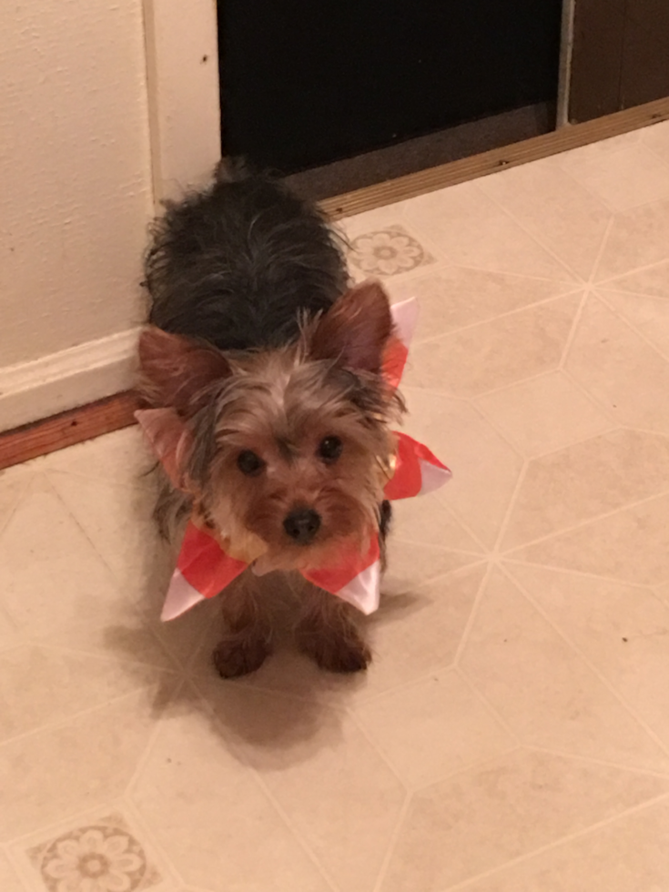 Cute Yorkie Purebred Pup