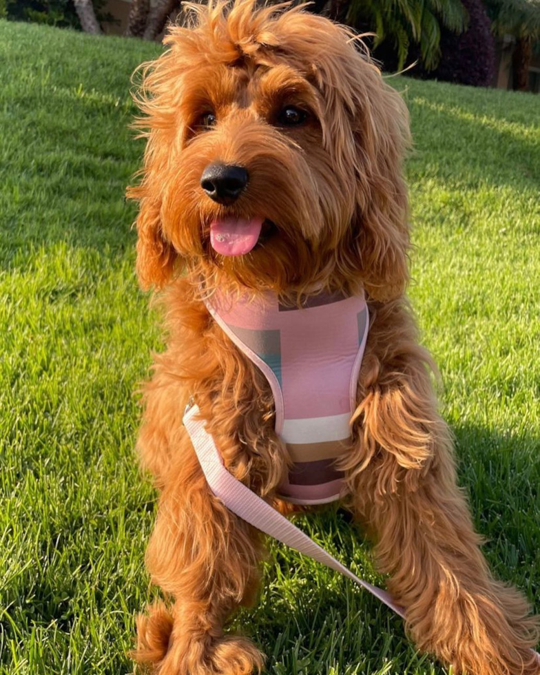 Adorable Golden Retriever Poodle Mix Pup