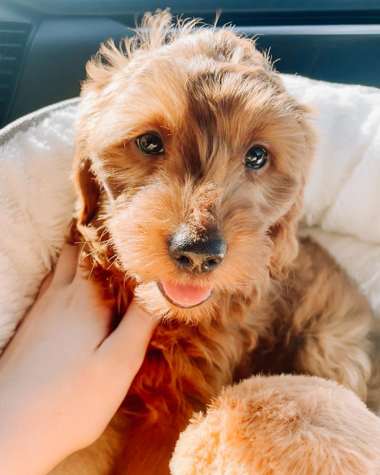 Mini Goldendoodle Being Cute