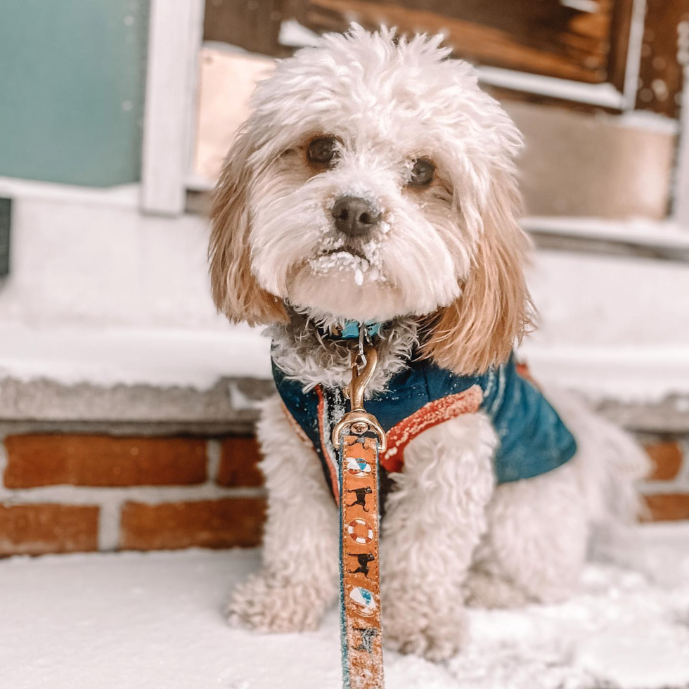 Friendly Cavachon Pup in Boston MA