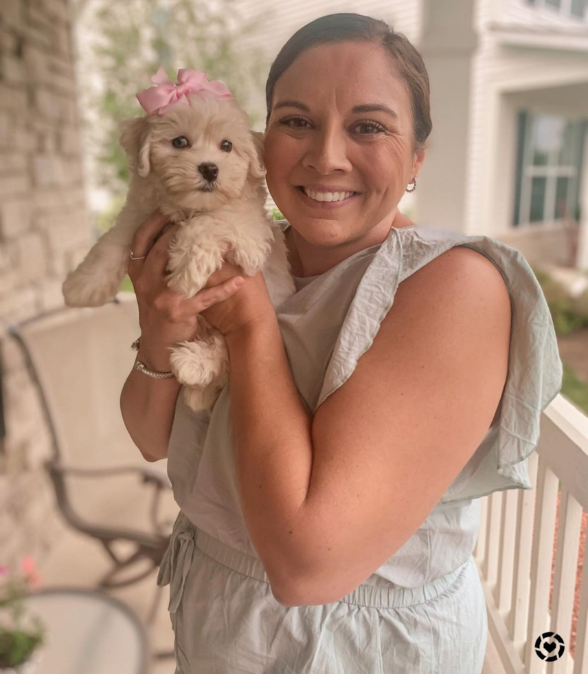 Popular Poochon Poodle Mix Pup