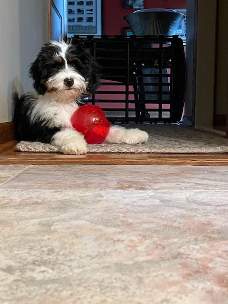 Smart Mini Bernedoodle Poodle Mix Pup