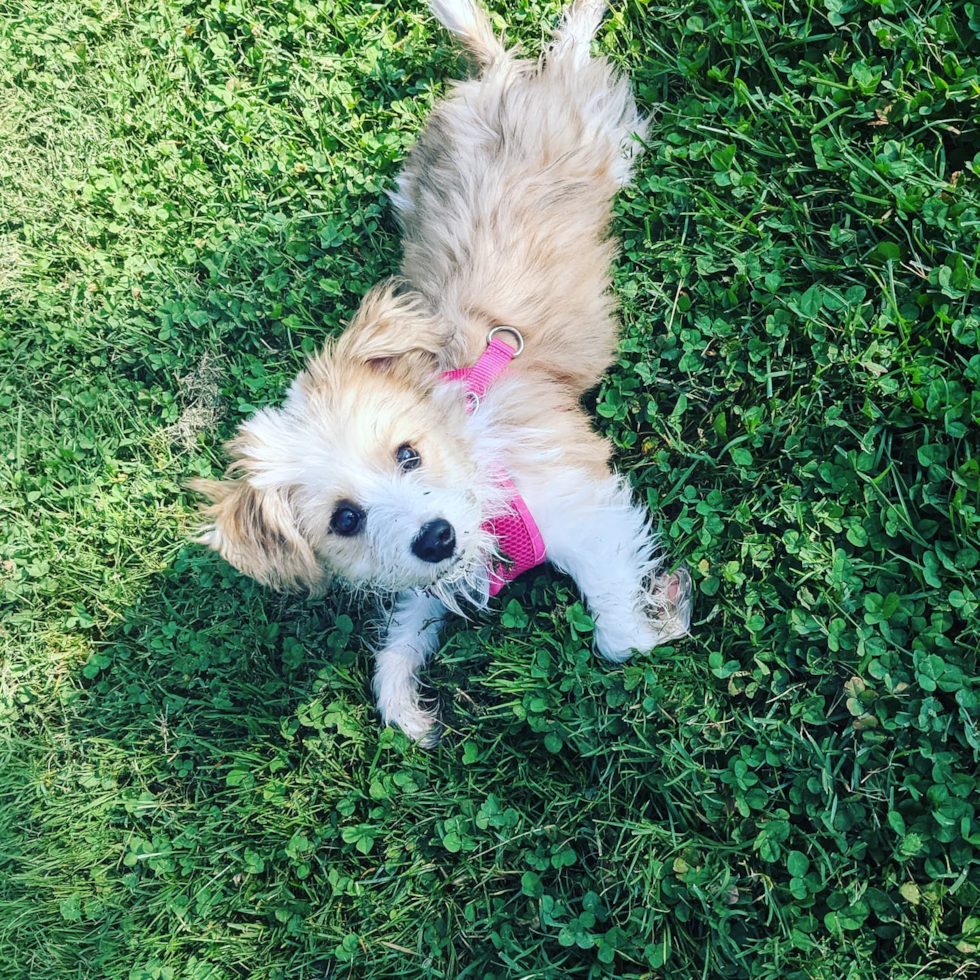 Happy Aussiechon Pup